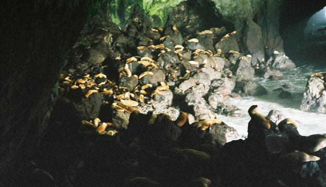 Sea Lion Caves